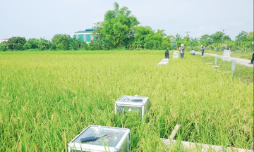 Vẫn là cây lúa, vườn rau, nhưng nhờ cách làm mới này mà nông dân Thanh Hóa liên tục giàu lên