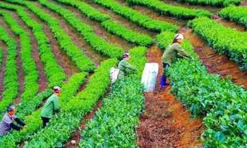 Từ những con số đến khát vọng thoát nghèo bền vững ở Thái Nguyên