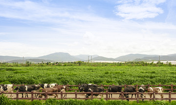 Phát triển bền vững: Bệ phóng cho hành trình vươn tầm quốc tế của Vinamilk