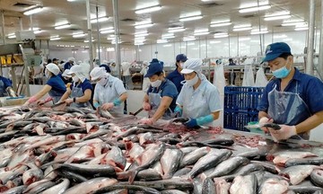 Xuất khẩu cá tra tự tin vượt 2 tỷ USD năm 2025, Mỹ và EU tiếp tục là thị trường trụ cột