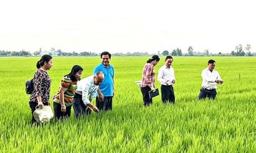 Hợp tác xã là “hạt nhân” trong thành công của Đề án 1 triệu ha lúa chất lượng cao