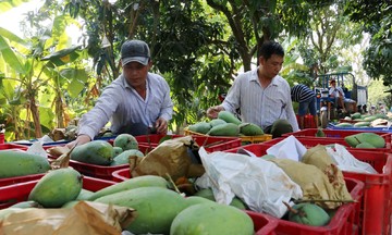 Xuất khẩu rau quả tháng 8 tăng trưởng mạnh, Việt Nam là Top 3 thị trường cung cấp tại Trung Quốc