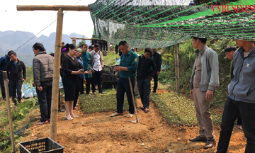 ‘Trái ngọt’ từ mô hình cây ăn quả và dược liệu ở Yên Minh: Cú hích giảm nghèo bền vững