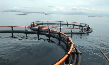 Từ xã đặc biệt khó khăn đến hành trình giảm nghèo bằng mô hình nuôi biển công nghệ cao