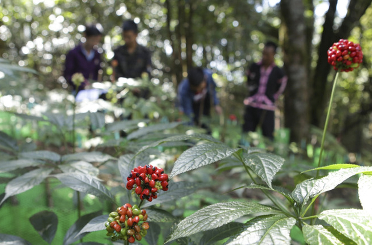 Sâm Lai Châu, hành trình xóa nghèo từ cây dược liệu tiền tỷ