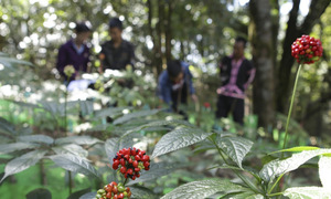 Sâm Lai Châu, hành trình xóa nghèo từ cây dược liệu tiền tỷ