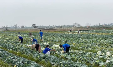 Từ cây trồng vụ đông, nông dân Hải Phòng &#039;hái vàng&#039; trên ruộng