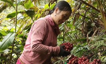 Con đường thoát nghèo từ cây thảo quả