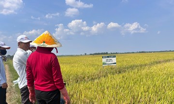 Mô Hình Sản Xuất Lúa Séng Cù Hữu Cơ Tại Hải Dương: Thành Công Bước Đầu 10 Mô Hình Sản Xuất Lúa Séng Cù Hữu Cơ Tại Hải Dương: Thành Công Bước Đầu