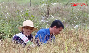 Từ nếp Cay Nọi đến gà đen bản Khằm tạo sức bật giảm nghèo tại Thanh Hóa