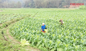&#039;Ánh sáng hy vọng&#039; trong xóa đói giảm nghèo ở Cao Bằng