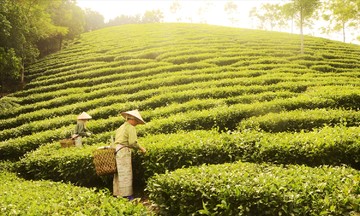 Từ vùng đất nghèo đến miền no ấm: Câu chuyện đổi thay từ KTTT ở Tuyên Quang