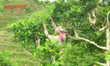 HTX làm &#039;đòn bẩy&#039; giúp nông dân Lào Cai thoát nghèo bền vững