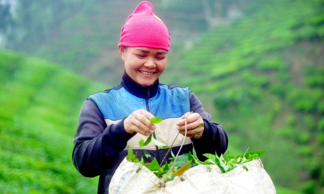 Sơn La giảm nghèo hiệu quả từ mô hình HTX kiểu mới