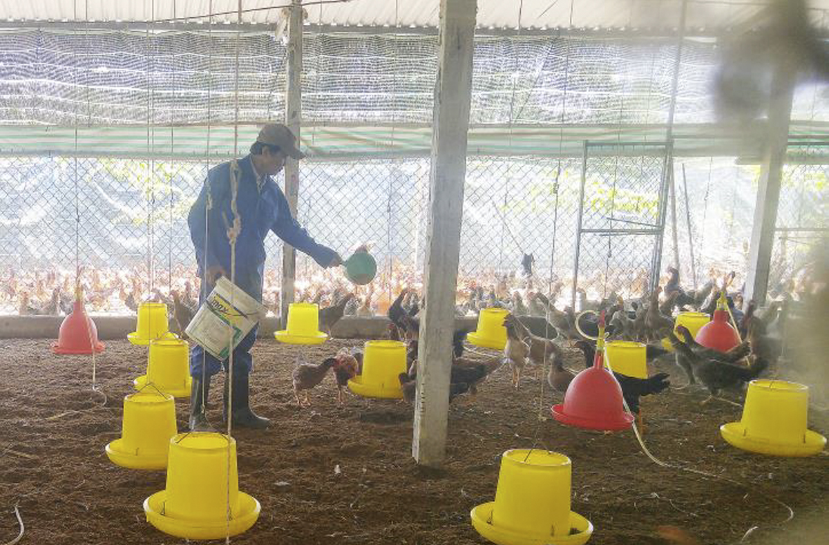 Hợp tác xã chăn nuôi thủy sản Gò Công: Mô hình kiến tạo giúp nông dân thoát nghèo bền vững