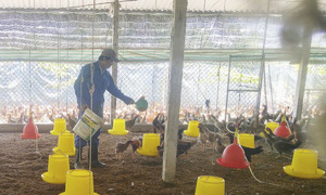 Hợp tác xã chăn nuôi thủy sản Gò Công: Mô hình kiến tạo giúp nông dân thoát nghèo bền vững