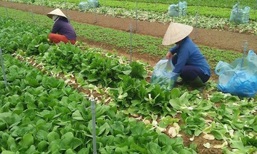 Tháo gỡ rào cản về đất đai, hiện thực hóa giấc mơ làm giàu trên đất