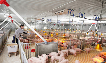 HTX chăn nuôi lợn chật vật trước &#039;cơn sóng dữ&#039; của thị trường