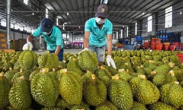 Khởi tố 17 người liên quan đường dây mua bán giấy kiểm nghiệm sầu riêng