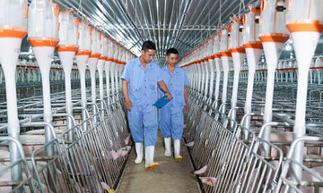 BaF Việt Nam muốn rút ngắn thời gian giải ngân trả nợ vay từ phát hành trái phiếu