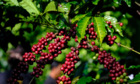 Giá cà phê chạm đỉnh, vẫn thấp thỏm sinh tồn