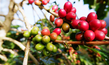 Giá cà phê “neo” ở mức 119.500 đồng/kg bất chấp hàng vụ mới bắt đầu ra thị trường