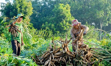 Bỏ ngỏ ‘miếng bánh’ thị trường Trung Đông, HTX ngành sắn đứng trước bài toán chuyển đổi cấp tốc