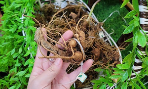 “Phép màu” từ những HTX nơi chân núi Ngọc Linh