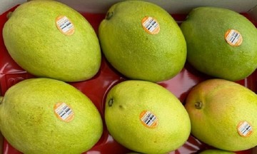 Xoài Úc nhập khẩu có giá bán tới 600.000 đồng/kg vẫn &#039;lất lướt&#039; xoài nội