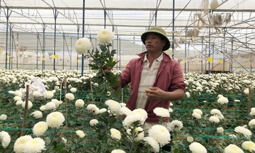 &#039;Điểm nghẽn&#039; giống cây trồng khiến HTX thua ngay trên sân nhà