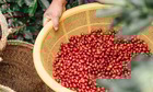 Áp lực nguồn cung dồi dào, giá cà phê giảm 600 đồng/kg