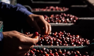 Giá cà phê giảm 5.800 đồng/kg trước làn sóng bán tháo lan rộng