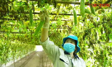 Cú hích chiến lược cho đổi mới sáng tạo, mở ‘đại lộ số’ cho HTX tăng tốc