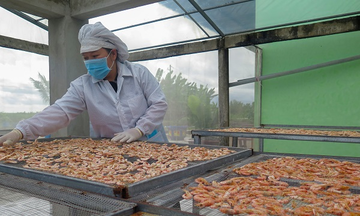 Phát triển tôm cua sinh thái nhờ chu trình khép kín bằng công nghệ