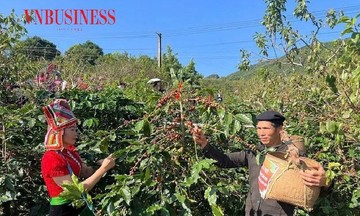 Cà phê Arabica tạo nguồn sinh kế thoát nghèo ở bản làng Sơn La