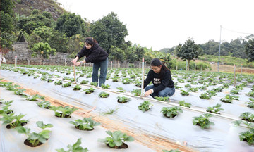 Mai Sơn trên hành trình nông thôn mới: HTX làm nòng cốt, OCOP làm động lực