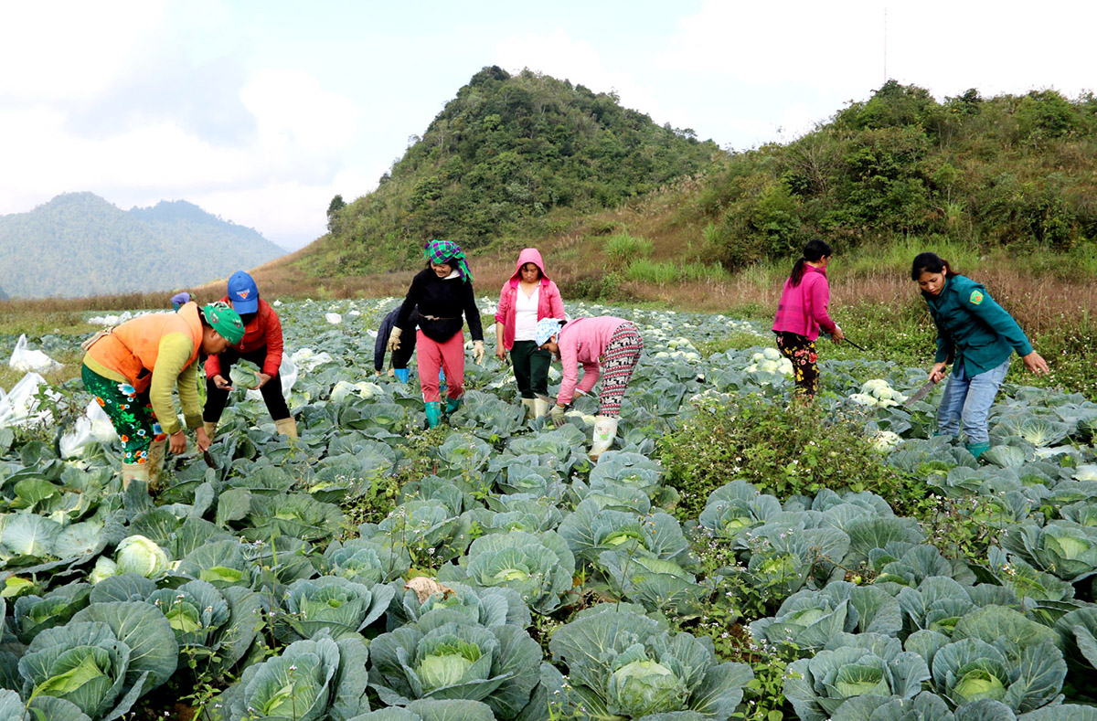 Ứng dụng khoa học công nghệ, hướng đi chiến lược định hình sức cạnh tranh của HTX