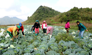 Ứng dụng khoa học công nghệ, hướng đi chiến lược định hình sức cạnh tranh của HTX