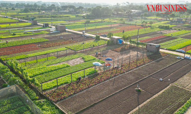 <p class="Normal">
Giá rau trên thị trường đang tăng mạnh, nhiều loại cao gấp đôi, gấp ba so với những tháng trước, khiến bà con thành viên HTX Nông nghiệp Tiền Lệ &lpar;Thôn Tiền Lệ, xã Sơn Đồng, Tp.Hà Nội&rpar; phấn khởi bước vào vụ thu hoạch. Không khí lao động trở nên khẩn trương hơn khi nông dân tranh thủ tái sản xuất để kịp cung ứng cho thị trường dịp Tết, thời điểm nhu cầu rau xanh tại Hà Nội tăng cao.</p><p class="Normal">Chỉ hơn một tháng sau cơn bão số 11, những cánh đồng rau tại HTX Nông nghiệp Tiền Lệ đã phủ xanh trở lại nhờ bà con chủ động gieo trồng các loại rau ngắn ngày.</p>