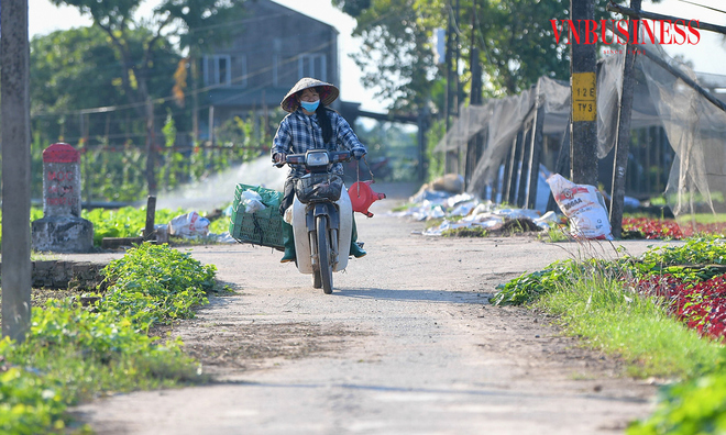 <p class="Normal" style="text-align:justify;">
Những chuyến xe thu mua liên tục ra vào cánh đồng, đưa nông sản Tiền Lệ đến các chợ đầu mối trong ngày, bảo đảm nguồn cung rau xanh ổn định cho Hà Nội.</p><p class="Normal" style="text-align:right;"><strong>Tú Anh</strong></p><p> </p>