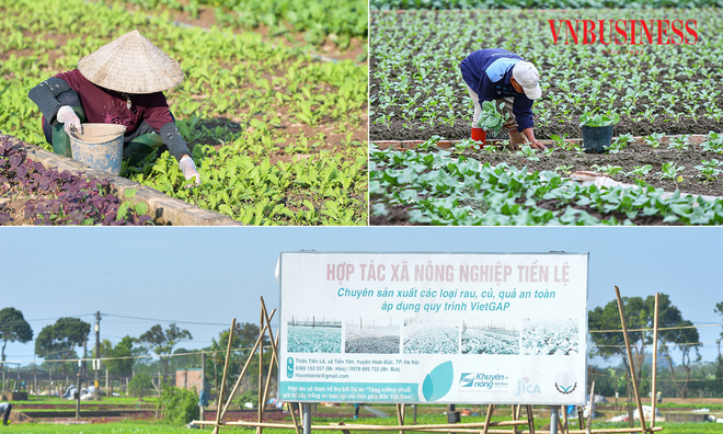 <p class="Normal">
HTX Nông nghiệp Tiền Lệ có tới 70% diện tích rau màu bị ảnh hưởng sau đợt mưa bão, nhưng bà con đang nỗ lực phục hồi sản xuất từng ngày.</p>