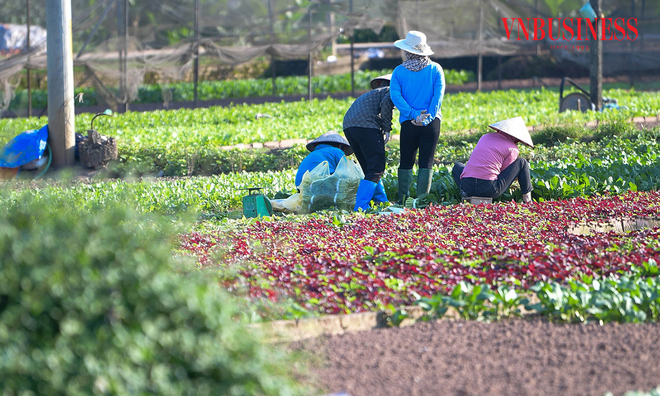 <p class="Normal">
Không khí thu hoạch rộn ràng trên cánh đồng khi nông dân Tiền Lệ bước vào vụ rau mới đầy hy vọng.</p><p> </p>