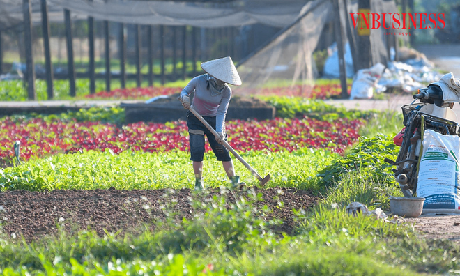 <p class="Normal">
Giá rau tăng mạnh, thậm chí gấp đôi, gấp ba so với những tháng trước, giúp bà con thêm phấn khởi trong những ngày mùa vụ.</p><p> </p>