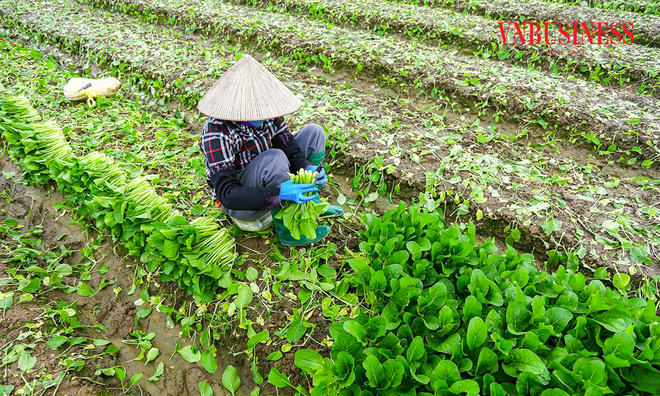 <p class="Normal">
Bà Duyên, thành viên HTX chia sẻ niềm vui khi cải ngọt tại vườn đang được thu mua 15.000 đồng/kg, mức giá được xem là rất tốt sau đợt ngập úng do bão.</p><p> </p>