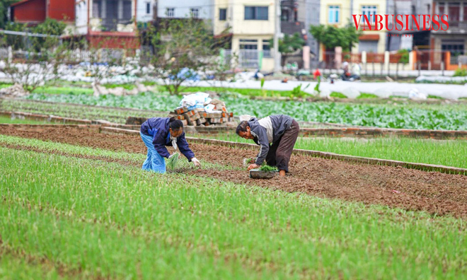 <p class="Normal">
Từ sáng sớm, vợ chồng ông Cảnh đã có mặt ngoài ruộng để trồng mới những luống hành ngay sau khi thu hoạch.</p><p> </p>