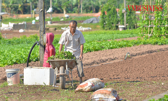 <p class="Normal">
Bà con vừa tranh thủ thu hoạch, vừa chạy đua xuống giống cho kịp vụ Tết, thời điểm nhu cầu rau xanh tăng mạnh, kéo giá thị trường lên thêm 10 - 20%.</p><p> </p>