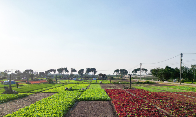 <p class="Normal">
HTX Nông nghiệp Tiền Lệ hiện đang canh tác hơn 40 ha rau, trong đó 33,5 ha đạt chuẩn VietGAP, cung ứng trên 3.000 tấn mỗi năm với hơn 500 hộ chuyên trồng rau.</p><p> </p>