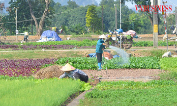 Thu tiền tỷ trên những cánh đồng rau VietGAP ở Tiền Lệ