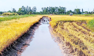 Những mô hình bạc tỷ &#039;mở đường&#039; cho nông thôn mới Cà Mau bứt tốc