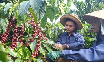 Bộ Tài chính đề xuất gỡ &quot;nút thắt&quot; dòng tiền và hoàn thuế cho nông nghiệp